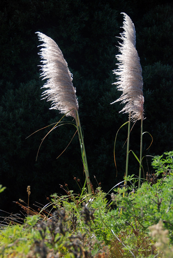 Possibly the one of the North Island toetoe's - Austroderia splendens - but may also be the closely related and invasive introduced Pampas Grass 