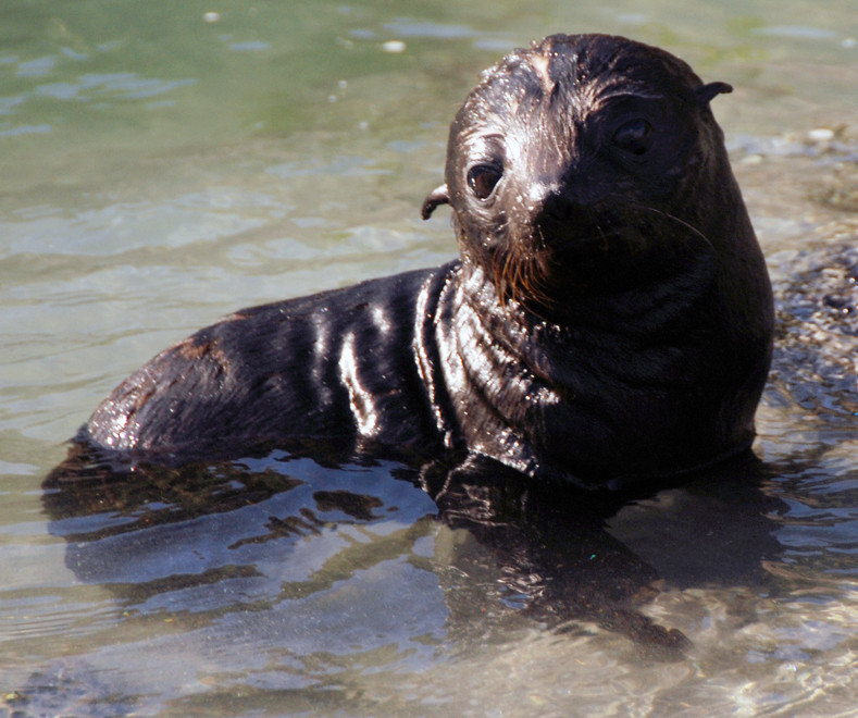 A seal pup looking for all the world like a little dog at Wharaiki Beach. The pups suckled for 300 days and disperse after weaning. They grow up in rookeries with the intermittent presence of their mo