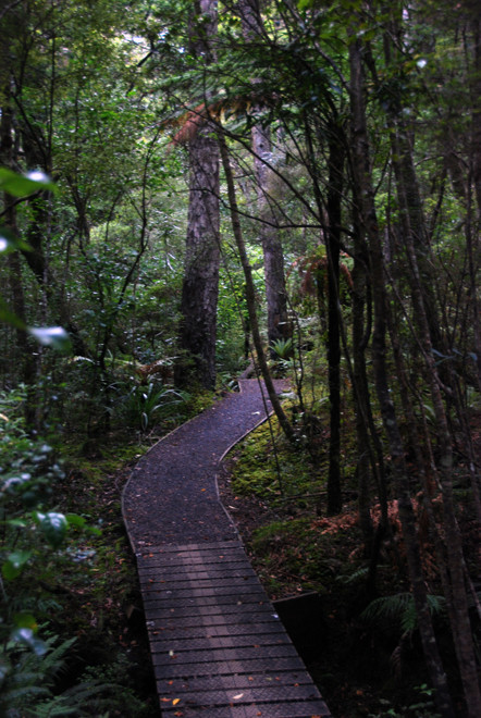 Five kilometres of pathways link the beaches and forest of the Ulva, here in the thick young growth of the regenerating forest near Post Office Bay.