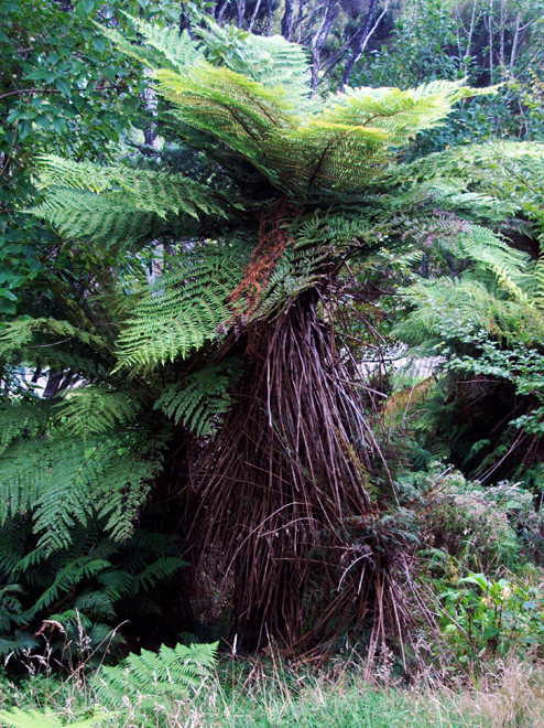 Tree Fern on the edge of the coastal bush towards Ackers Point, Stewart Island (Probably Wheki-ponga -Dicksonia fibrosa - (Thanks to Peter Tait for identification).