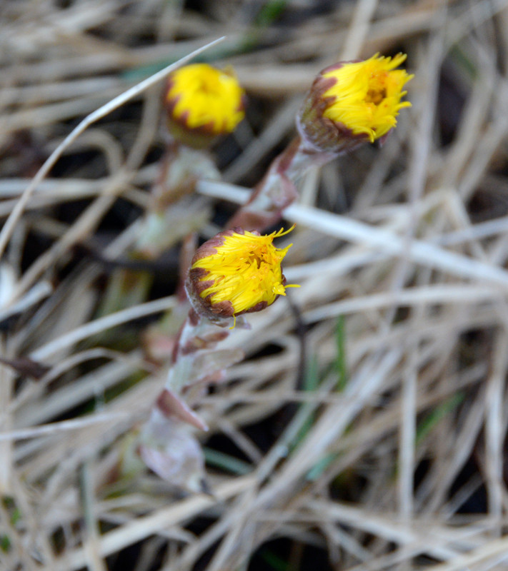 First flowers we saw. At Hamn on Senja Island. Coltsfoort being the harbingers of the sub-arctic spring.