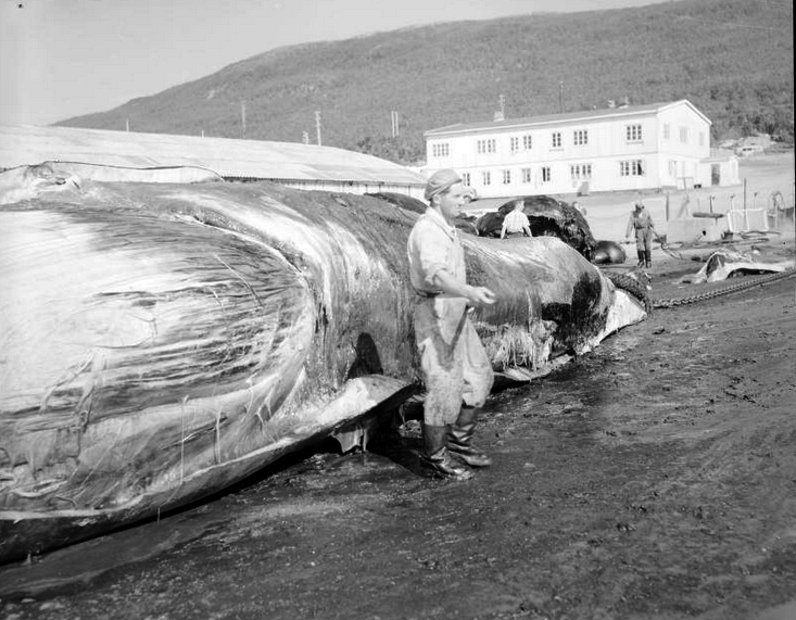 Hvalflensing (Whale Flensing) in Tromsø Soudn, 1961 (National Library of Norway http://www.nb.no/nbsok/nb/99c7d340ab6cd39cd2ef37de0b0ee8ec?index=2#0).