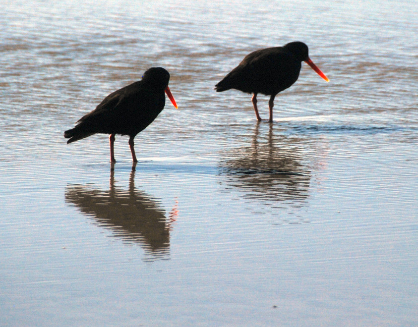 The sun catching the translucence of these Variable Oytercatchers' bill on Wharariki Beach, Golden Bay.