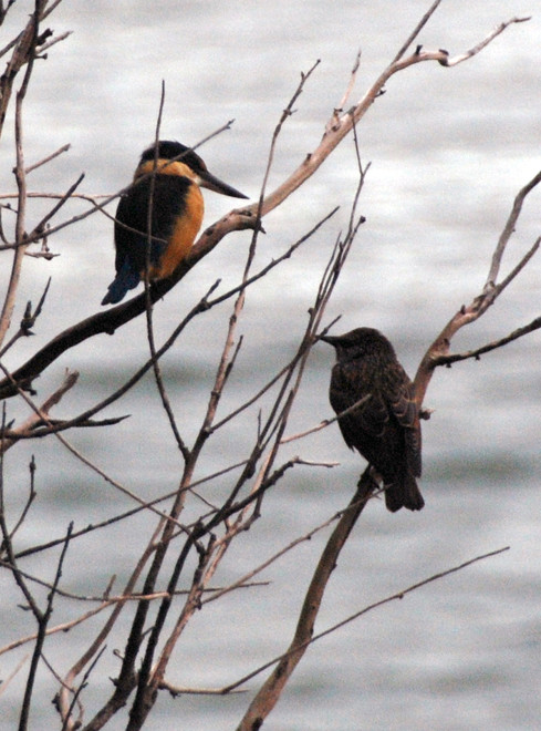 Kingfisher and starling having a catch-up outside the baothouse on the Papanui Inlet