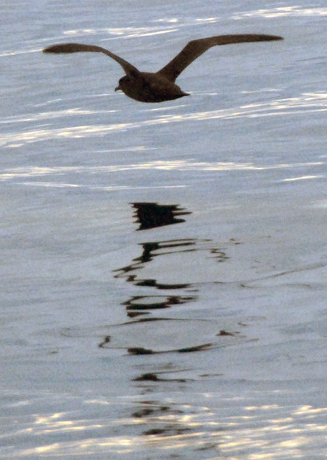 A Sooty Shearwater reflected in the glassy waters of the Foveaux Strait