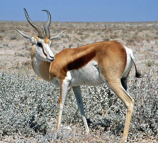 Springbok in Etosha National Park, Namibia( c) Thomas Schoch