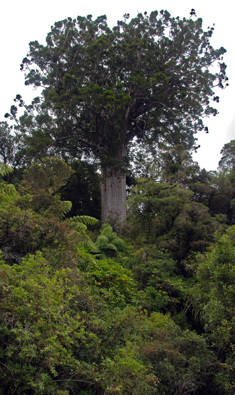 The Sqaure Kauri rising imperiously above the bush on the Coromandel Range. The tree is estimated to be at least 1200 years old. 