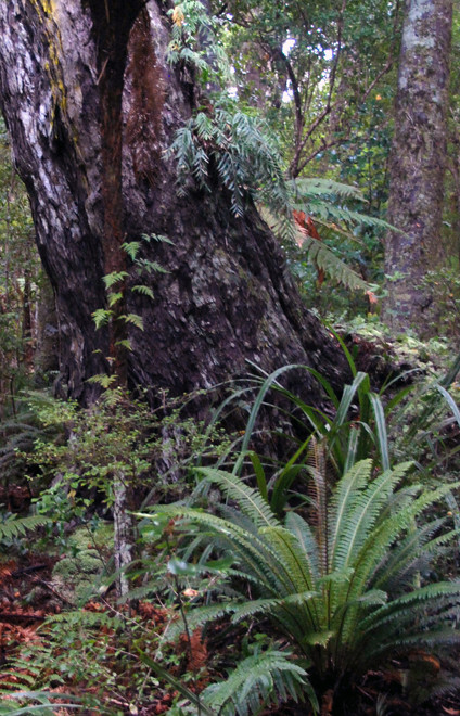 Three epiphytic ferns are on this giant Rimu trunk with two other ferns in foreground - Ulva Island.