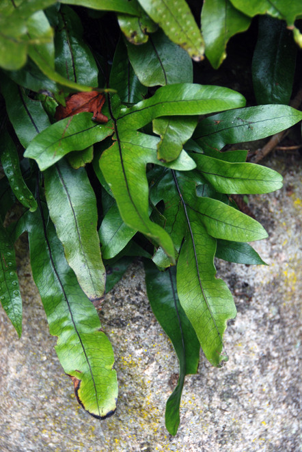 Hound's Tongue (Microsorum pustulatum) 