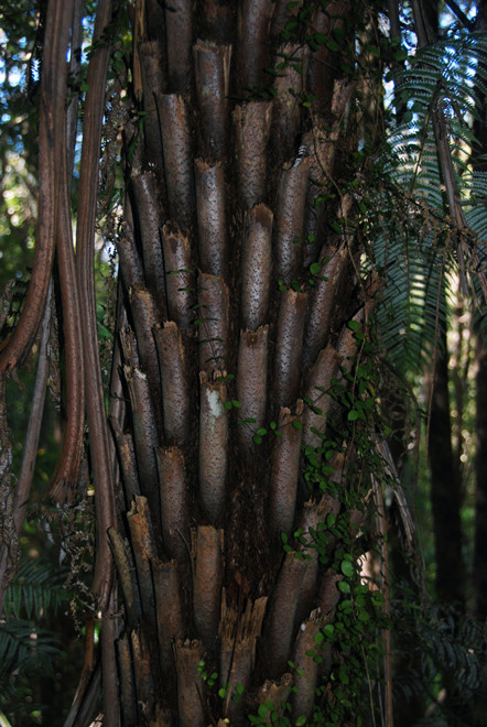 D. Squarrosa Hydro Walk, Golden Bay.