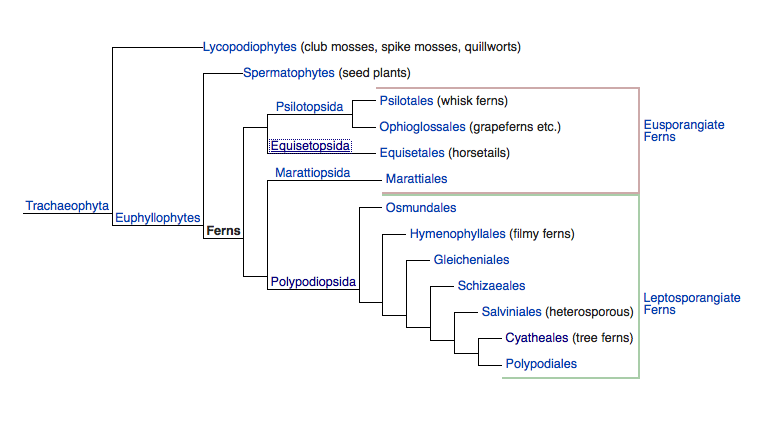 The consensus on the fern phylogeny(evolutionary tree of life) (to the level of orders - ie the Cyatheales Order of tree ferns) (from Wikipedia: Ferns).