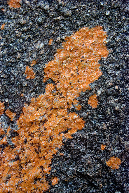 Course granite and orange lichen on Boulder Beach, Ulva Island.