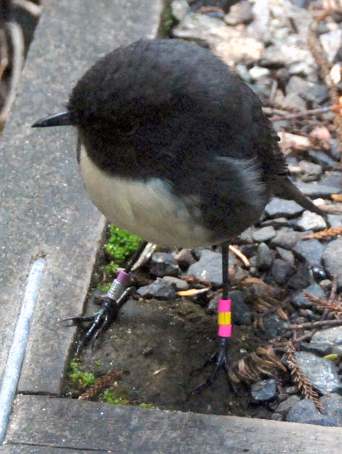 Another South Island Robin near Post Office Bay on Ulva with a striking ordanment of five rings.