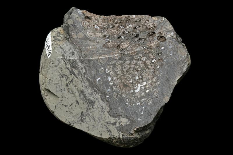 Cross-section through a Late Jurassic (147 million years old) tree fern trunk from Port Waikato, North Island, New Zealand. It was from a tree fern growing on the eastern shore of the ancient supercon