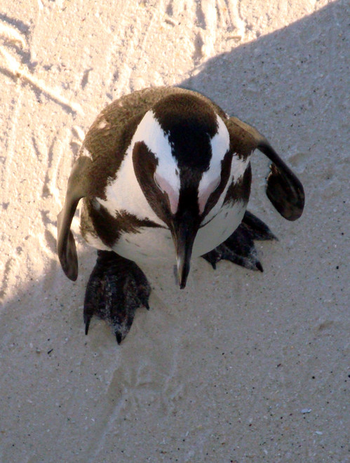 View from the top: African Penguin (Peg Murray Evans)