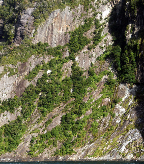 Rock steps and gullies provide the first niches for forest growth to become established on the walls of Milford Sound