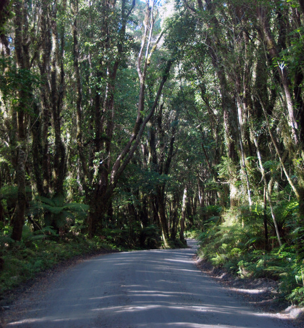 The rata-kamahi forest lining the track up to the Chalet Lookout path at Fox Glacier