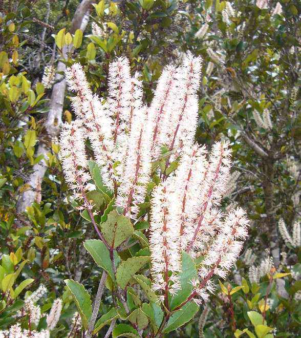 Kamahi - Weinmannia racemosa - flowers in December on the Milford Road. (Courtesy Alan Liefting WikiCommons). The kamahi is New Zealand's most abundant tree. The inner bark was used as a laxative by M