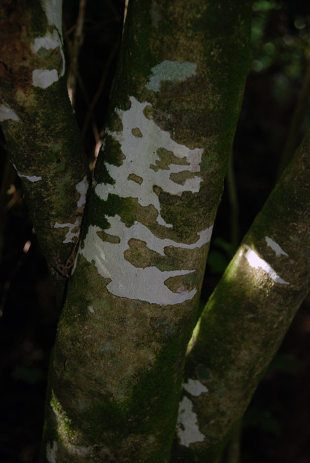 Patterned tree trunk on the Taupo Head walk, Golden Bay.