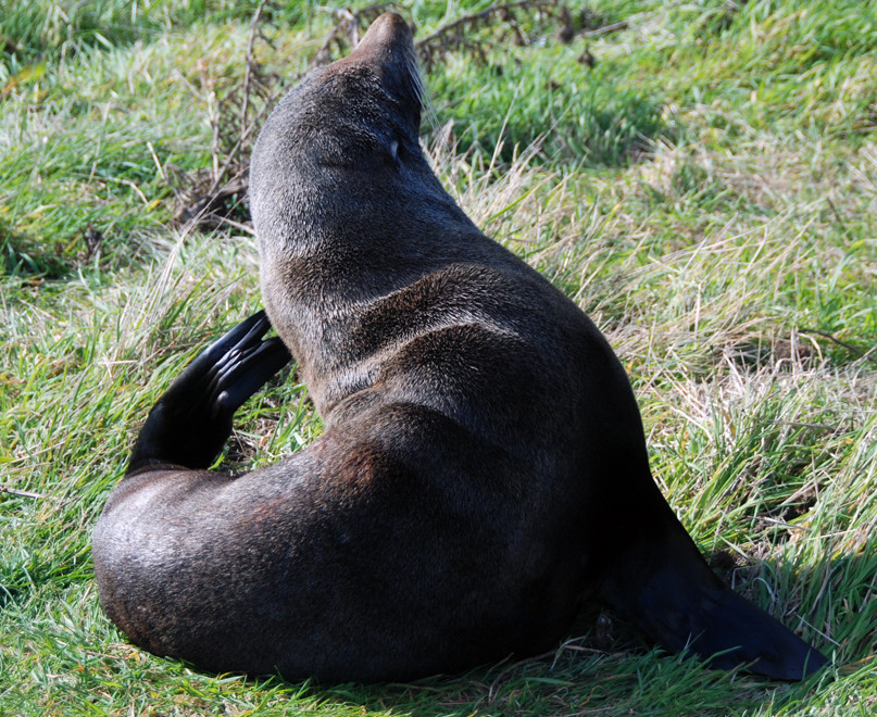 A female fur seal can weigh 30-50kgs and can dive to a depth of 240m 