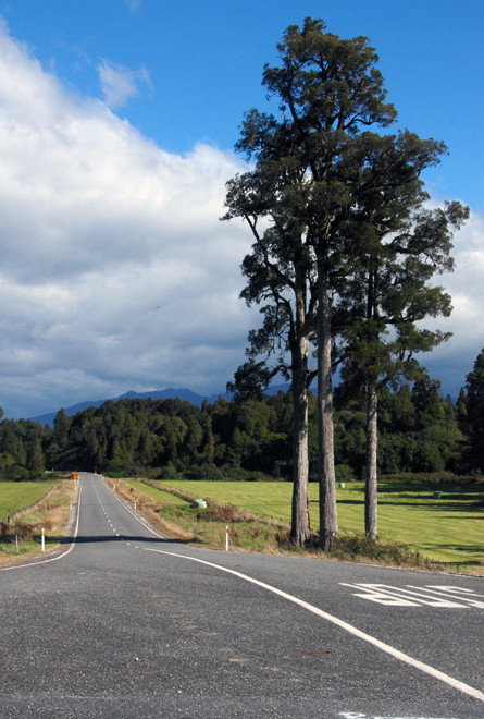 Blue skies, empty roads and beech trees: Reefton to Moana road