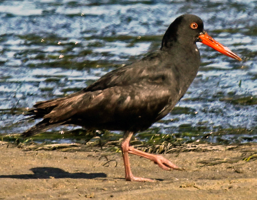 Black Oystercatcher (c) Dick Daniels @ Wikimedia