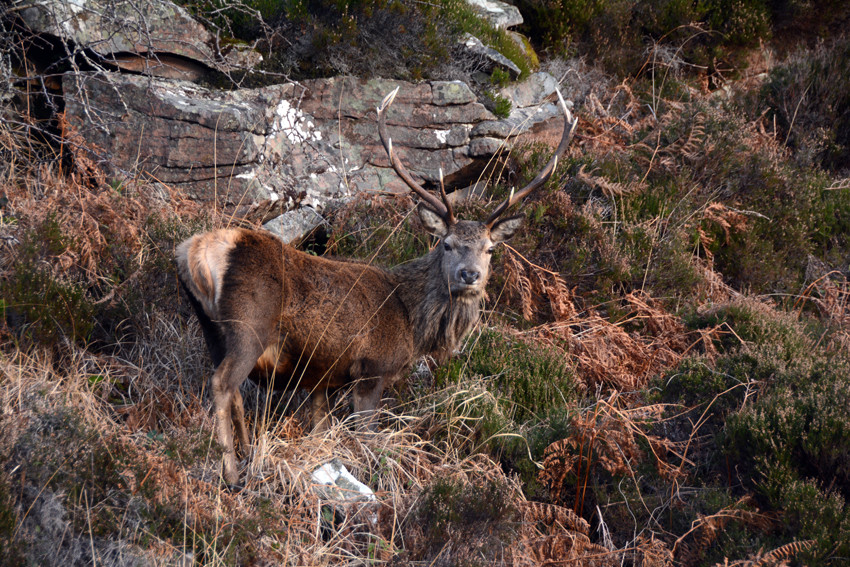 Red deer stag moving back up from the coastal grasses, which they graze at night, to the higher hills on the Fearnmore/Applecross road. 