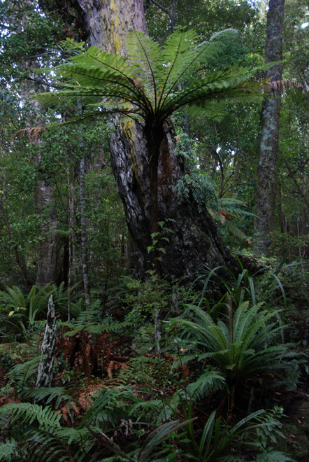 The rimu and Halls Totara tower above the airy understorey in the virgin forest on Ulva Island at Stewart Island with ground ferns and epiphytes