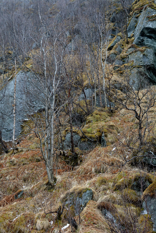 Rowan growing at the bottom of a north facing ravine near sea level on the coast road near Hamn on Senja Island. 