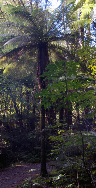 Tree fern (Cyathea smithii/Katote) and Schefflera digitata (Pate) in foreground on Chalet Lookout path, Fox Glacier.