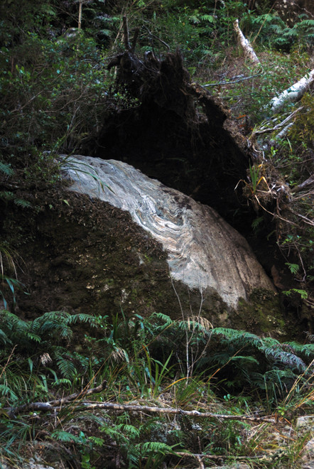 Falling tree reveals the extreme thinness of the Milford Sound soils and the matt of vegeation that allos trees and shrubs to cling to extremely steep slopes. The bigger the trees grow the more weight