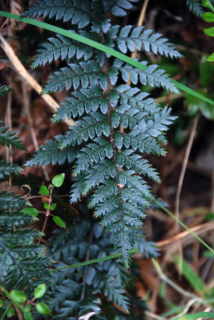 Possibly a Lastreopsis Fern - on the path to Ackers Piont, Stewart Island.