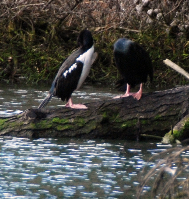 A pair of pink-footed Stewart Island shags on the Papanui Inlet, Otago Peninsula,  displaying the distinct colour phases or forms – one wholly black with a greenish gloss and the other black and white