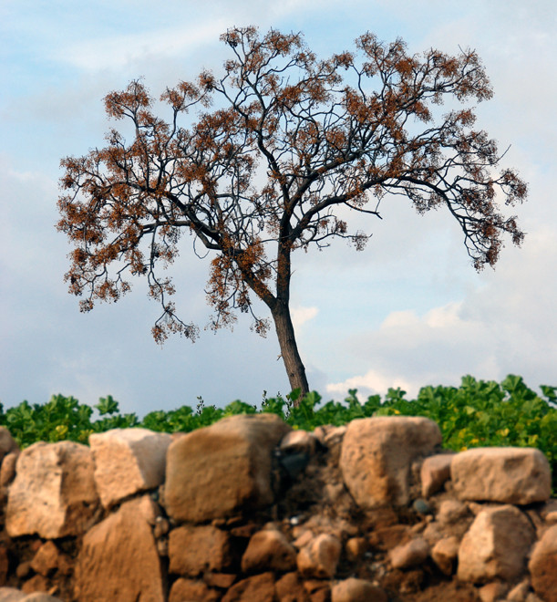 Mavromata tree (Melia azedarach) at Aphrodite's Sanctuary (Kouklia, January 213).