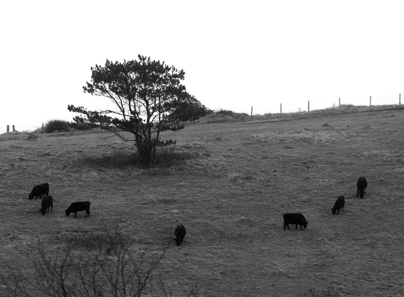 The seven Dexter cows on the South Foreland practicing 'formation grazing' around Erica's Tree. 