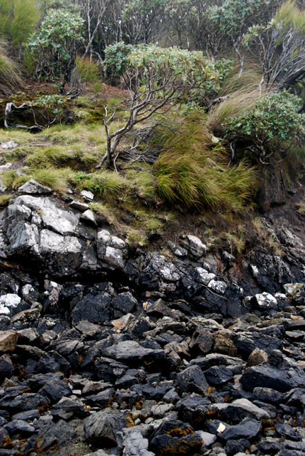 Evidence of the lashing the shoreline scrub gets from the Roaring Forties - here at West End Bay on Ulva Island.