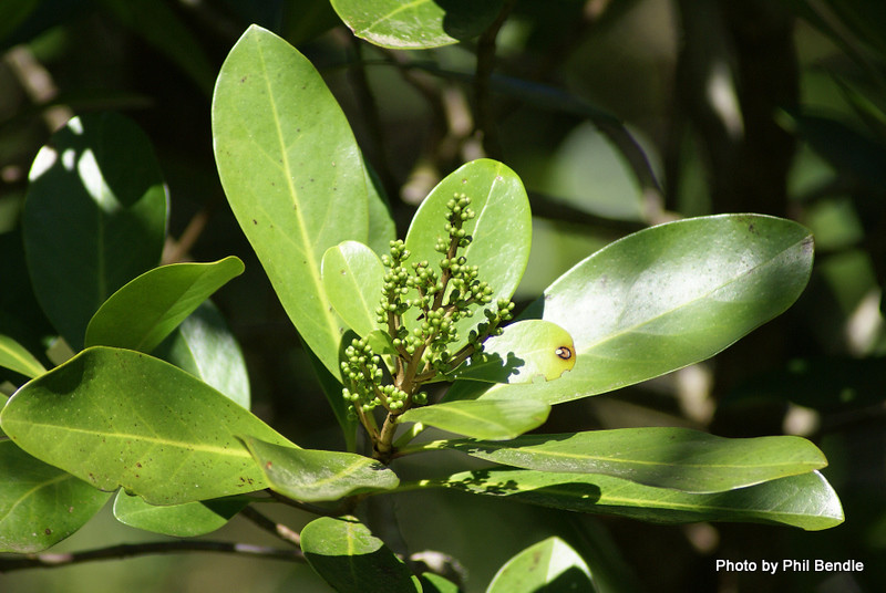 Kapuka/New Zealand broadleaf - Griselinia littoralis -  foiage and seedhead (Courtesy Terrain).