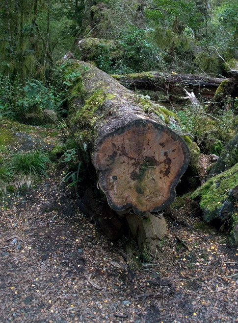 A felled Red Beech (Nothofagus fusca) near Lake Gunn on the Milford Road.