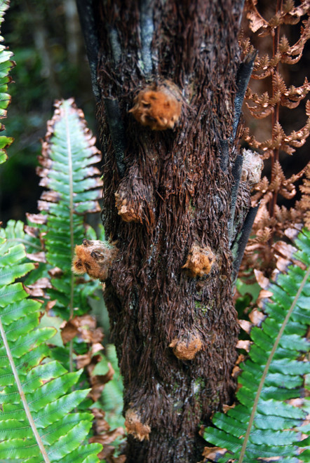 Buds on the trunk of a Wheki - D. squarrosa, Rakiura Track west of Lee Bay, Stewart Island. The buds can produce new trunks if the main trunk is knocked over onto the ground.