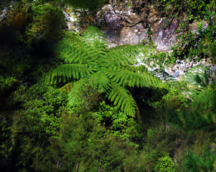View from above of a tree fern in the bottom of the Campbell 's Creek valley, Hydro Walk, Golden Bay.