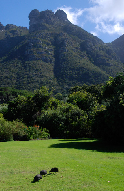 Safe controlled spaces: manicured lawns and Guinea Fowl at Kirstenbosch Gardens