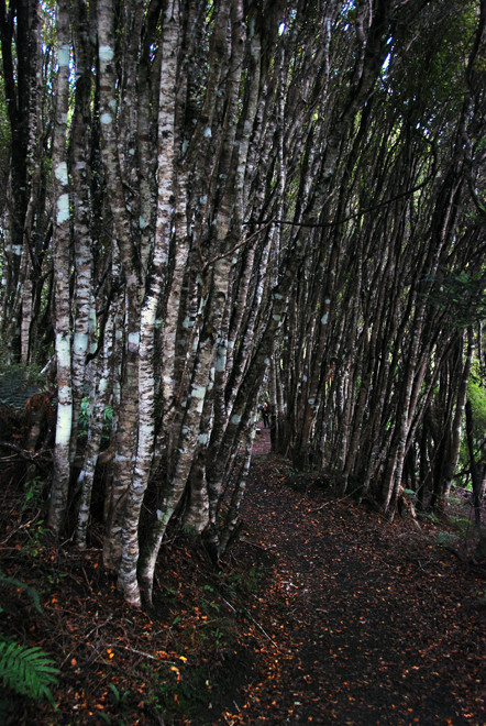 Kamahi multi-trunk thicket on the Rakiura Track east of Lee Bay on Stewart Island. 