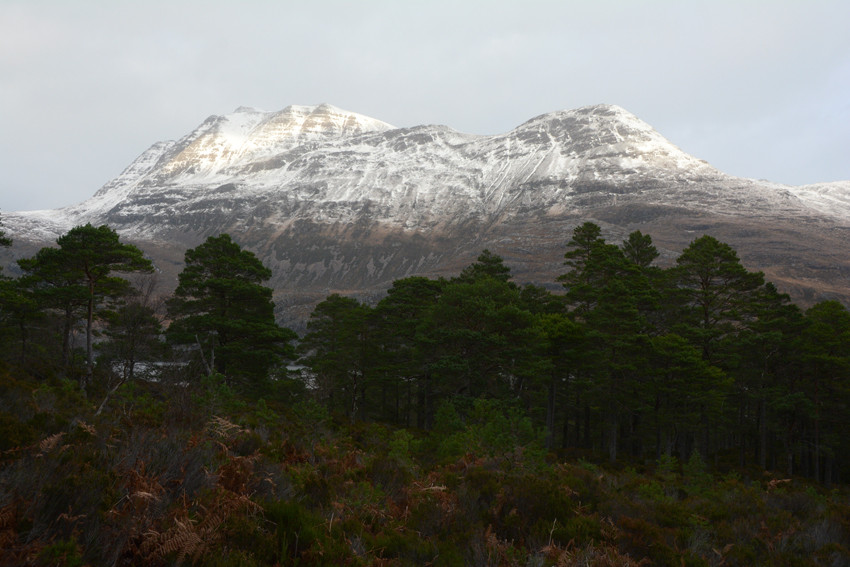 Remnant Caledonian forest of Scots Pines felled for ammunition box timber in the IIWW and now regenerating on the Beinn Eighe Nationa Nature Reserve with Slioch behind.  