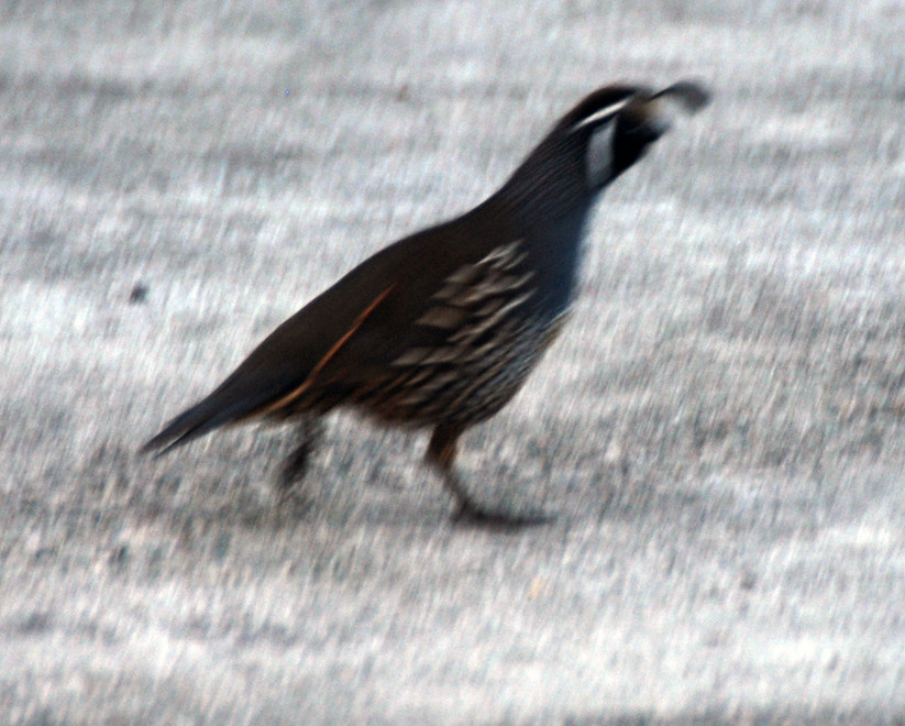 A California quail (Callipepla californica) with its characteristic plume made of six feathers making a getway near the car park for Wharariki Beach to the west of Golden Bay.