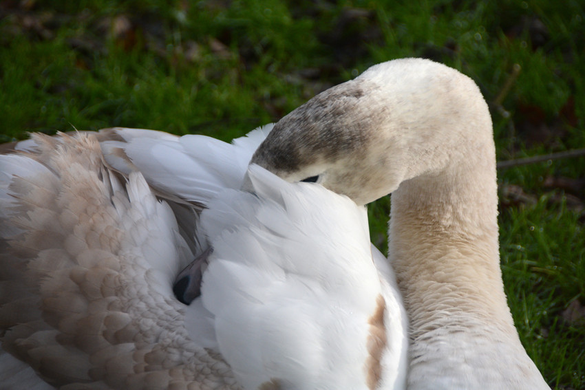 Juvenile cob preening at Kersney ponds, Temple Ewell, Dover. 