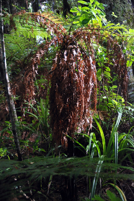 The lushness and density of the regenerated since the eeradication of deer and rats on Ulva Island is remarkable: seedling burtsting from the forest floor with bush lilly, lancewood, wheki and karamu 