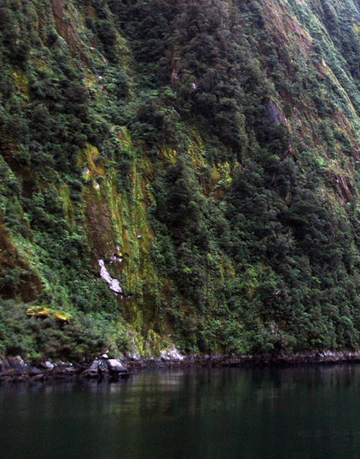 Rain, light and nutrients make possible growth on near the near-vertical walls of Milford Soundslopes