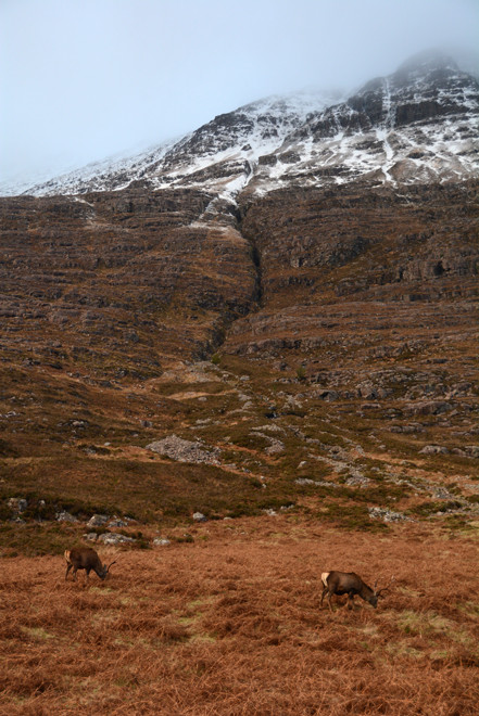 Red deer, moorland grasses, bracken, heather and rock on the lower slopes of Liathach in Glen Torridon in December 2014. 