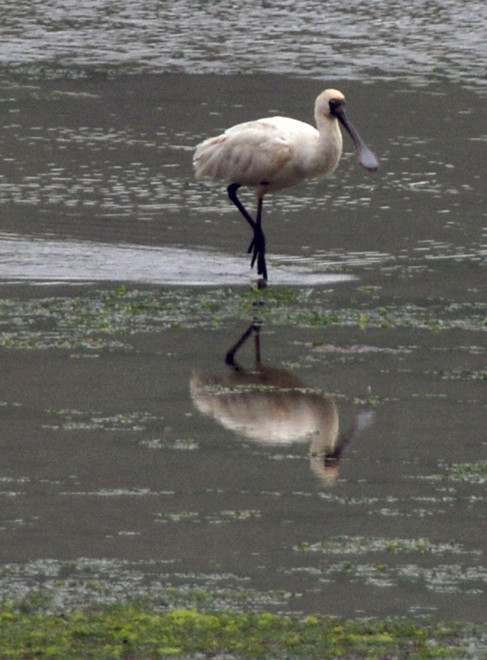 Royal Spoonbill on feeding in Papanui Inlet, Otago Peninsula