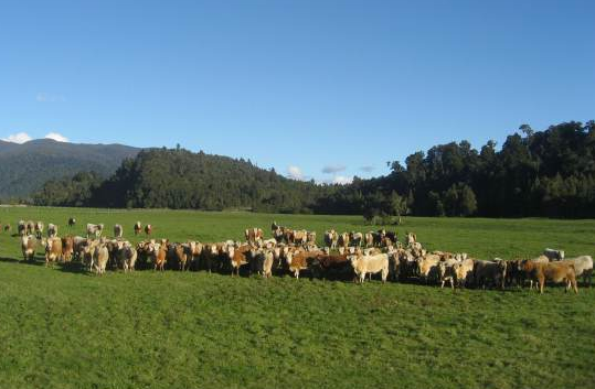 Charolais from Silverstream breeders on Jim Ferguson's farm at Ross, South Westland (click for source).